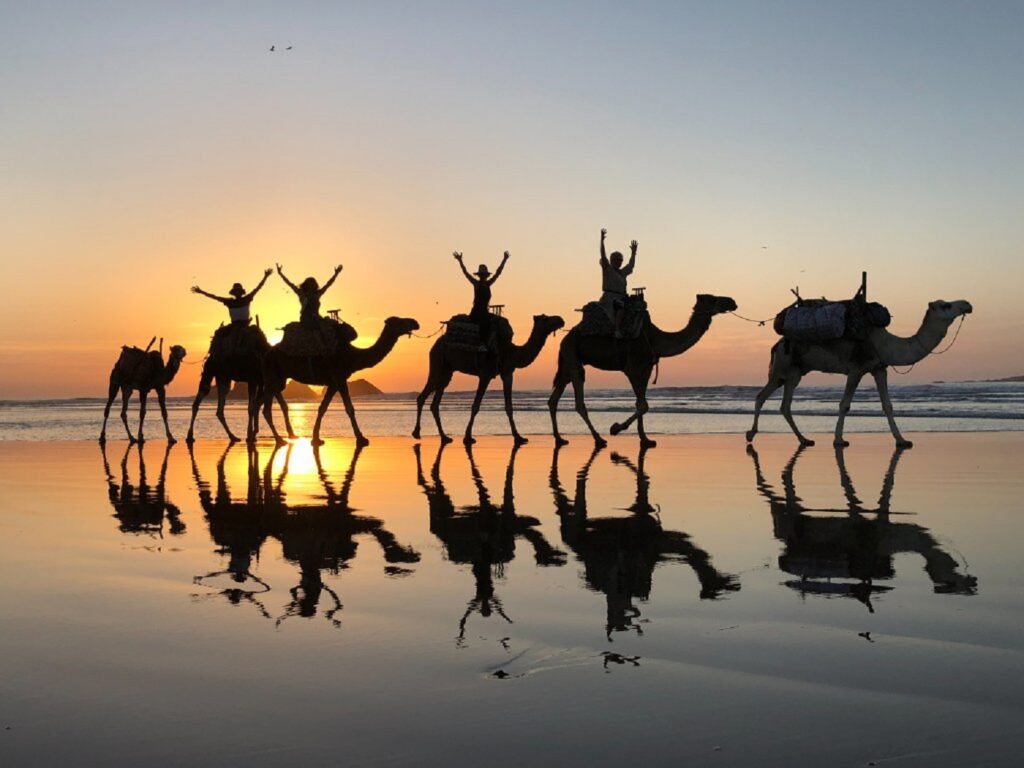 Enjoying a scenic camel ride along the beaches of Taghazout, Morocco, during a surf camp adventure.