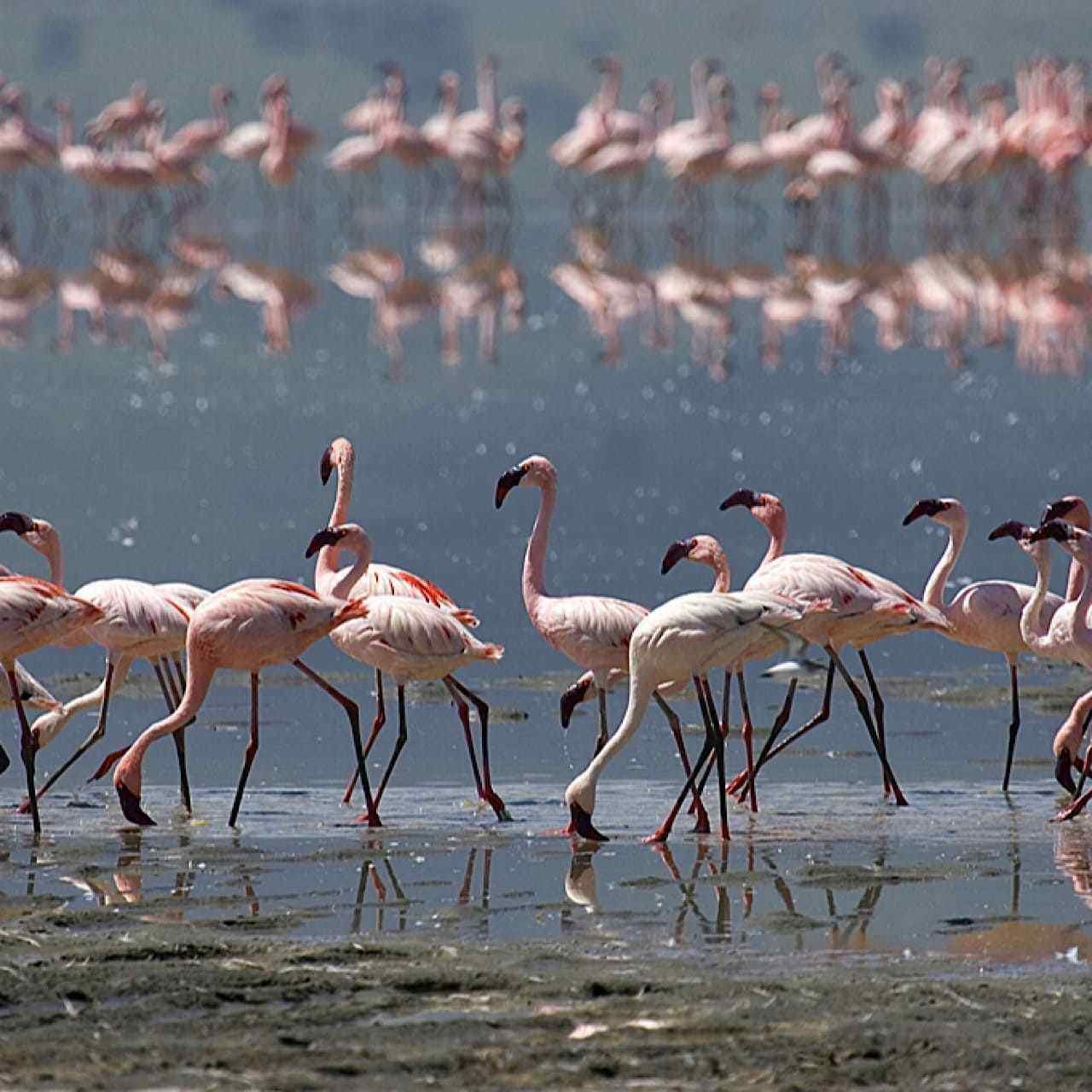 Flamingos at Souss Massa river during 4WD Sahara Desert Day Trip from Taghazout